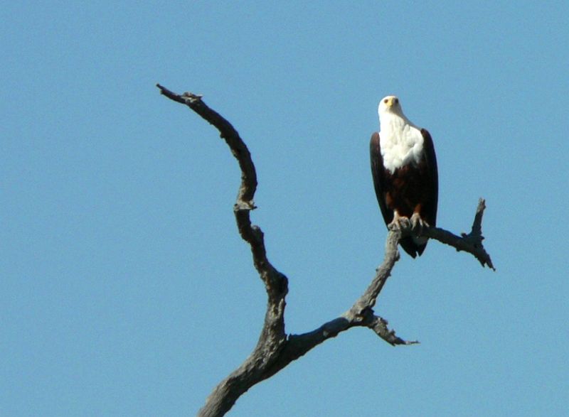 JAR 410_orel.JPG - Krásný Orel jasnohlavý anglicky nazývaný African Fish Eagle